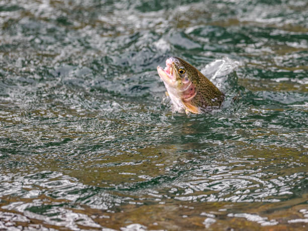 istock Rainbow Trout Hooked with Fly Oncorhynchus mykiss 2159078928
