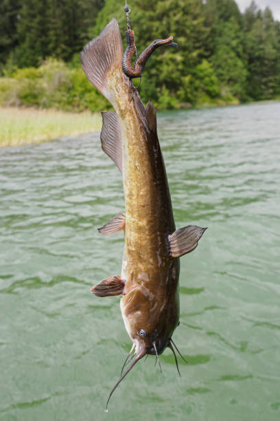 Yellow Bullhead Catfish Accidently Hooked in Tail Willamette Valley Oregon A Yellow bullhead catfish that was unintentionally hooked in the tail when fishing for Bass. In Oregon these are mostly found in the Willamette Valley. bullhead fish stock pictures, royalty-free photos & images