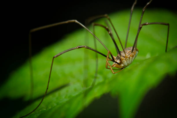 istock Macro portrait of daddy longlegs spider (Phalangium opilio) sitting ontop green leaf 2159079824