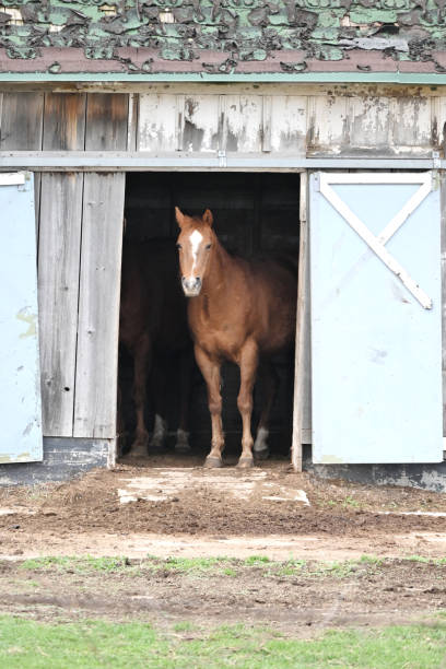 istock Horse in Barn Door 2159081871