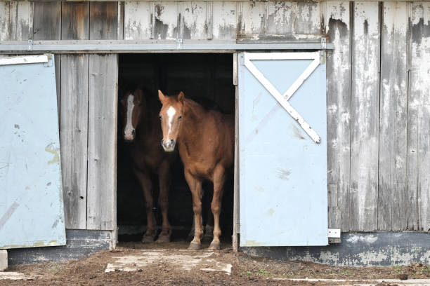 istock Horses in Barn Doorway 2159082468