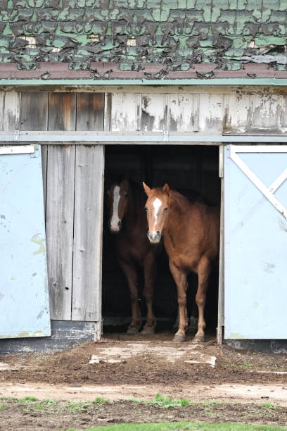 istock Two Horses in Barn Doorway 2159082474