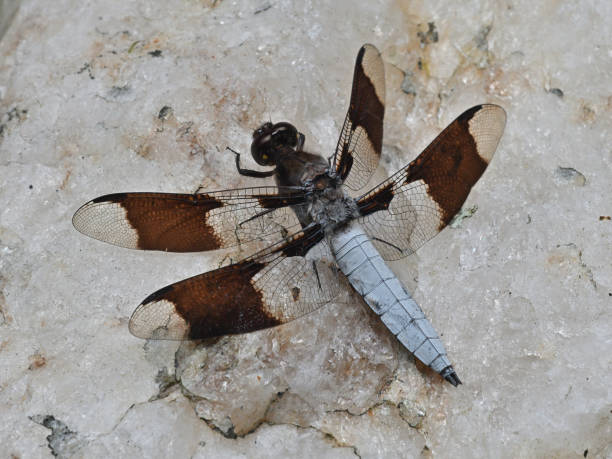 Male common whitetail (Plathemis lydia) on rock. A North American dragonfly.