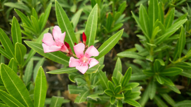 istock Blooming oleander with beautiful pink flowers close up. 2159088765
