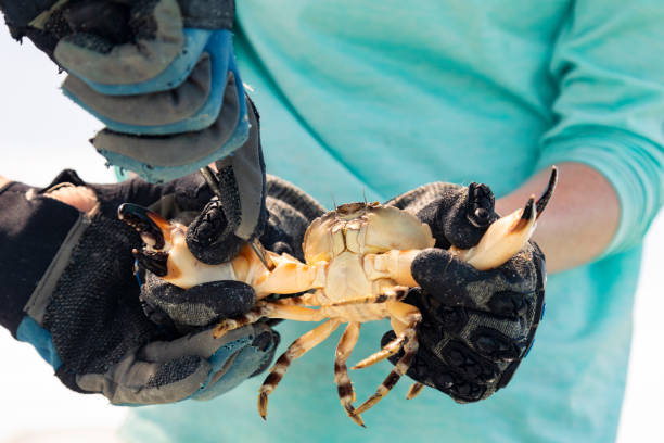 istock Man Detaching Claw From Crab Being Held by Woman 2159088973