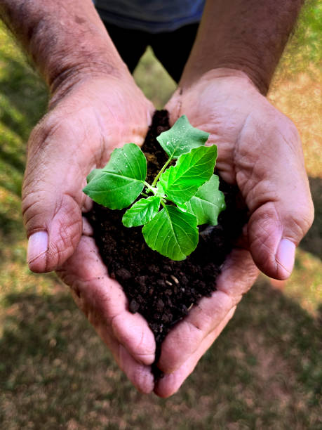 An old man's hands holding a green plant with soil