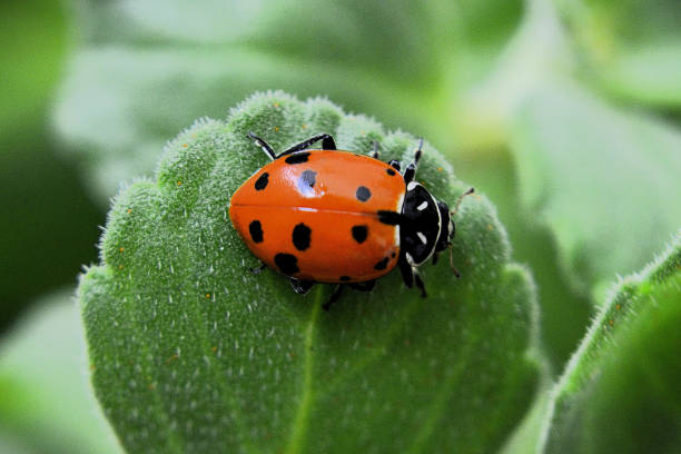 istock Details of the Australian ladybug on the Chilean boldo leaf 2159092589