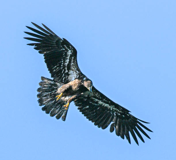 istock Bald Eagles of the Pacific Northwest 2159093186