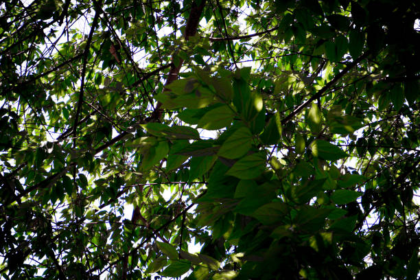 The light from the sky through the leaves