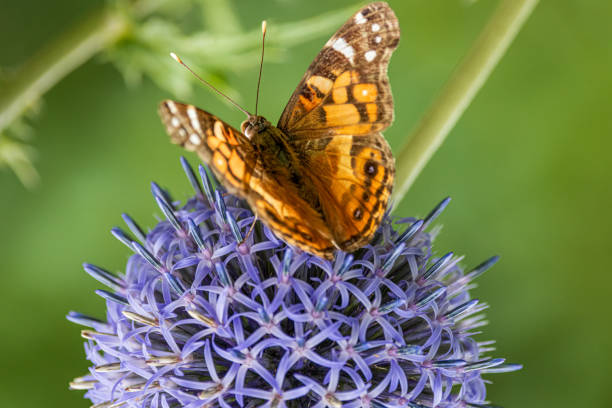 The American Lady Butterfly has its wings partially folded but open enough to show the spots and markings