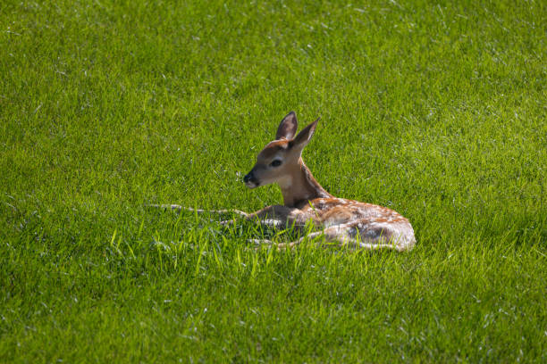A charming portrait of a cute deer captured in a serene park setting. The deer is comfortably sitting on the lush green grass, gazing directly at the camera with a calm and curious expression. The natural background enhances the tranquil atmosphere, highlighting the gentle demeanor of the deer. This beautiful scene encapsulates the peaceful coexistence of wildlife within the park's environment, providing a glimpse into the deer's world.