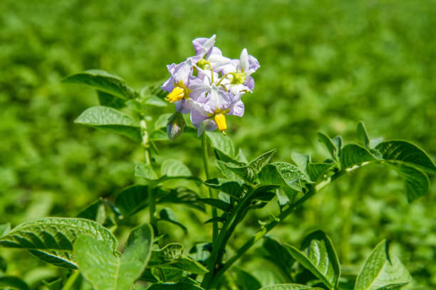 Potato field