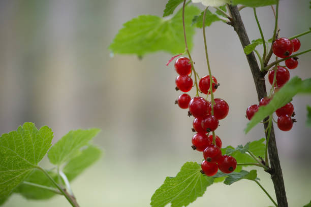 Close-up of ripe red currants hanging on branches with lush green foliage background in a garden setting.