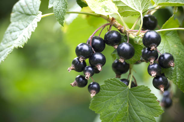 istock Fresh black currants on a branch with green leaves in a garden 2159103268