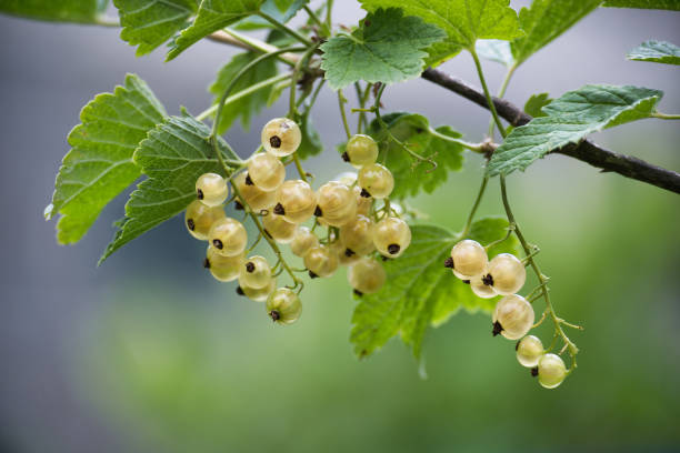 istock Bunch of white currants hanging from a tree branch 2159103324