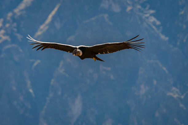 istock Andean condor flying on Colca Canyon, Chivay, Peru 2159103585