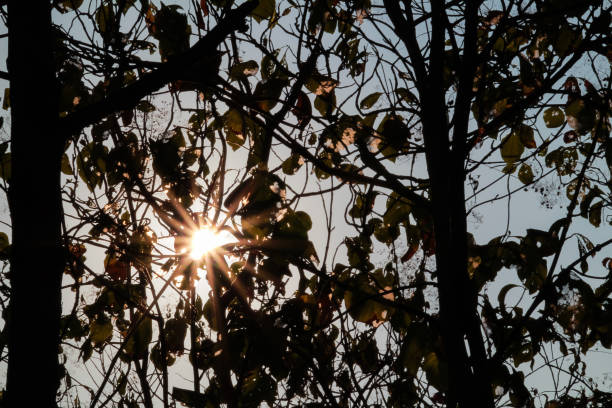 Sunlight Shining Through Leaves