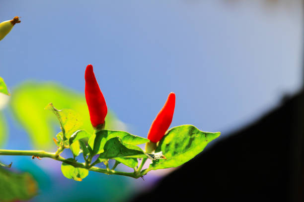 Small red chilies on the stem close up view