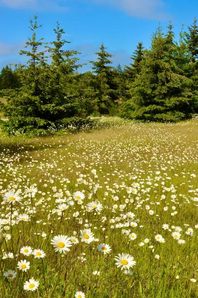 istock Field Of Daisies 2159107374