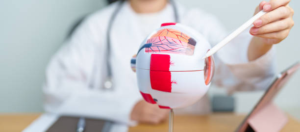 istock Doctor with human Eye anatomy model with magnifying glass. Eye disease, Refractive Errors, Age Related Macular Degeneration, Cataract, Diabetic Retinopathy, Glaucoma, Amblyopia, Strabismus and Health 2159109637