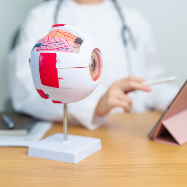 istock Doctor with human Eye anatomy model with magnifying glass. Eye disease, Refractive Errors, Age Related Macular Degeneration, Cataract, Diabetic Retinopathy, Glaucoma, Amblyopia, Strabismus and Health 2159109638