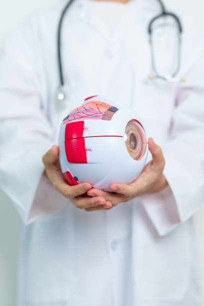 istock Doctor with human Eye anatomy model with magnifying glass. Eye disease, Refractive Errors, Age Related Macular Degeneration, Cataract, Diabetic Retinopathy, Glaucoma, Amblyopia, Strabismus and Health 2159109641