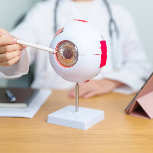 istock Doctor with human Eye anatomy model with magnifying glass. Eye disease, Refractive Errors, Age Related Macular Degeneration, Cataract, Diabetic Retinopathy, Glaucoma, Amblyopia, Strabismus and Health 2159109646