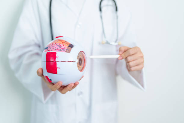 istock Doctor with human Eye anatomy model with magnifying glass. Eye disease, Refractive Errors, Age Related Macular Degeneration, Cataract, Diabetic Retinopathy, Glaucoma, Amblyopia, Strabismus and Health 2159109649