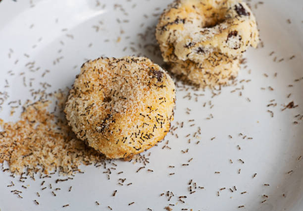 istock An ant is eating bread or donuts on the plate above. selective focus on dessert 2159109774