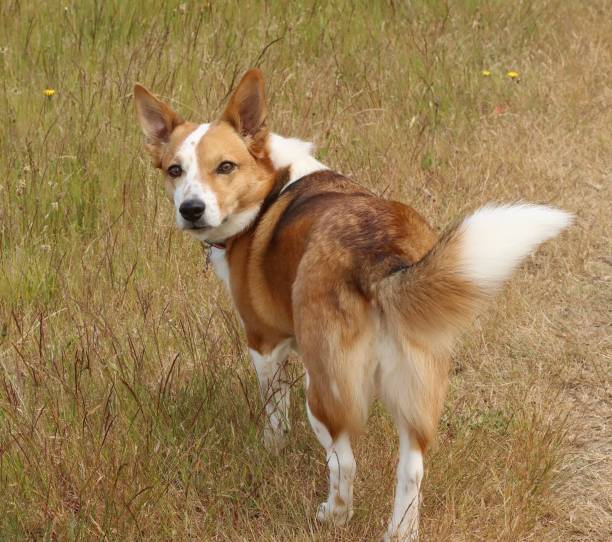 istock A Corgi Mixed Breed Of Dog 2159111902