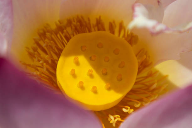 istock lotus flowers bloom gracefully in a quiet pond 2159112454