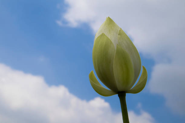 Lotus flower bud