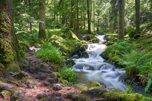 istock Serene forest scene, small stream flowing through, smooth milky water, moss-covered rocks, lush foliage. Europe, Germany, Black Forest, Buhlertal, Gertelbach. 2159117171