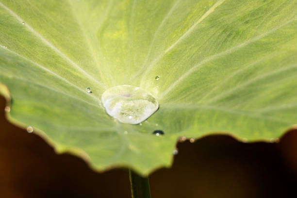 water drops in bright sunlight on a tropical green leaf