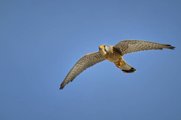 istock Common Kestrel (Falco tinnunculus) in flight against the sky. 2159123024