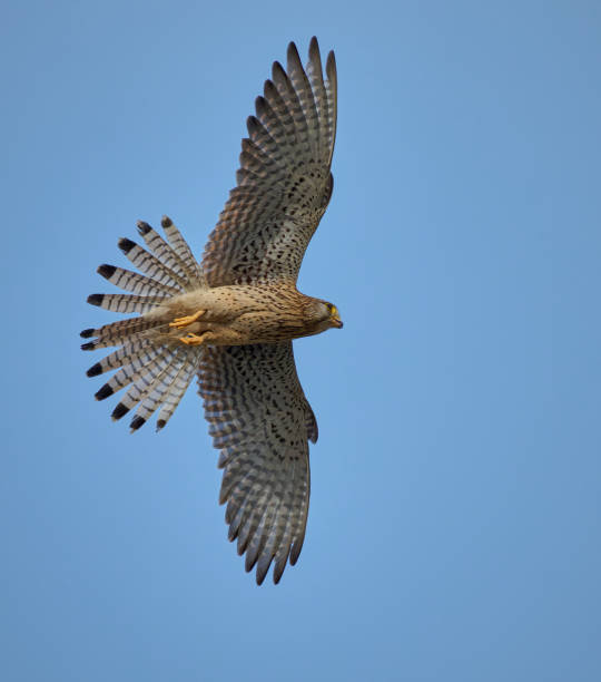 istock Common Kestrel (Falco tinnunculus) in flight against the sky. 2159123025