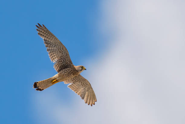 istock Common Kestrel (Falco tinnunculus) in flight against the sky. 2159123087