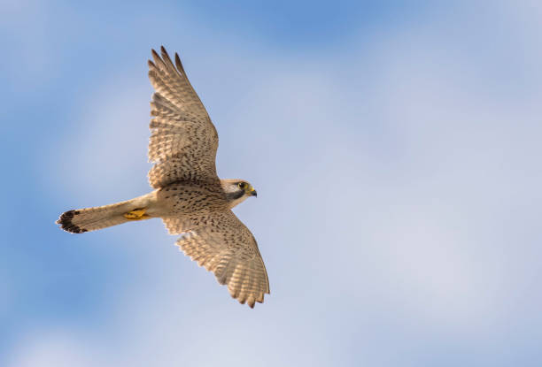 istock Common Kestrel (Falco tinnunculus) in flight against the sky. 2159123091