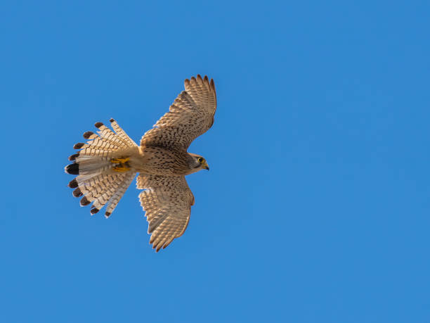 istock Common Kestrel (Falco tinnunculus) in flight against the sky. 2159123093
