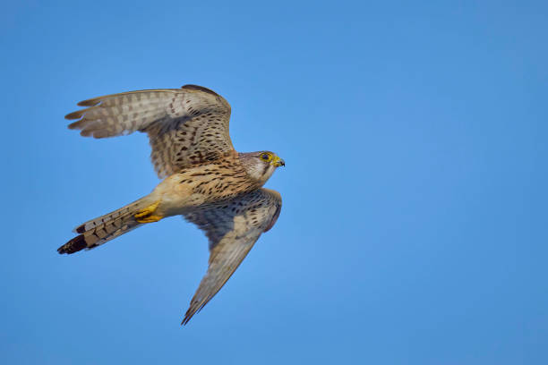 istock Common Kestrel (Falco tinnunculus) in flight against the sky. 2159123116