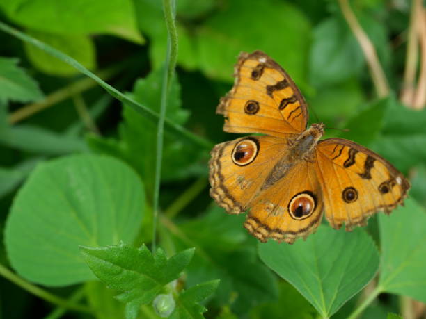 istock The Peacock Pansy butterfly on leaf with natural green background 2159123462