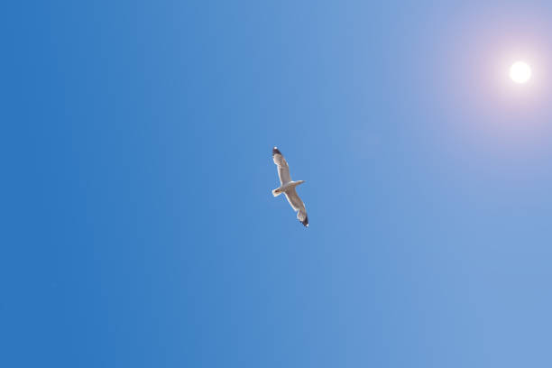 A white seagull soaring against a clear blue sky on a sunny summer day. Ideal for content about travel, tourism and south sea birds.