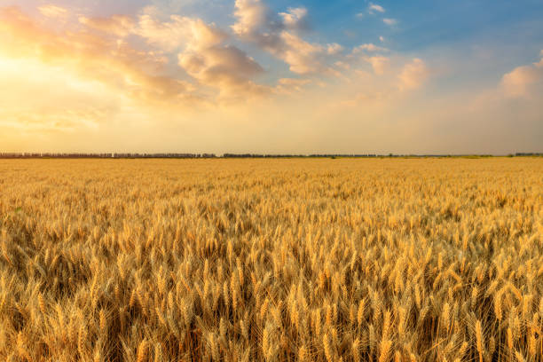 wheat fields and sky clouds background in the farm