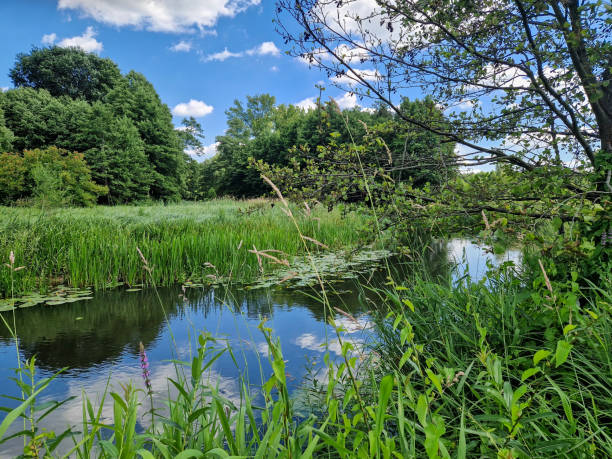 istock The small and wild Grabia river in central Poland. 2159124604