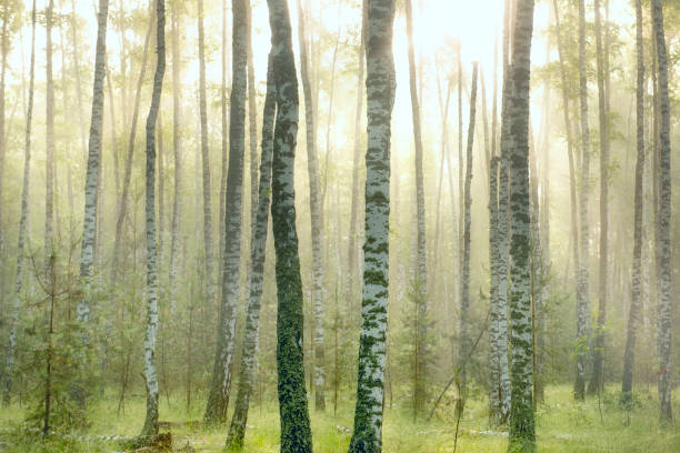 Deeply mist in autumn birch forest