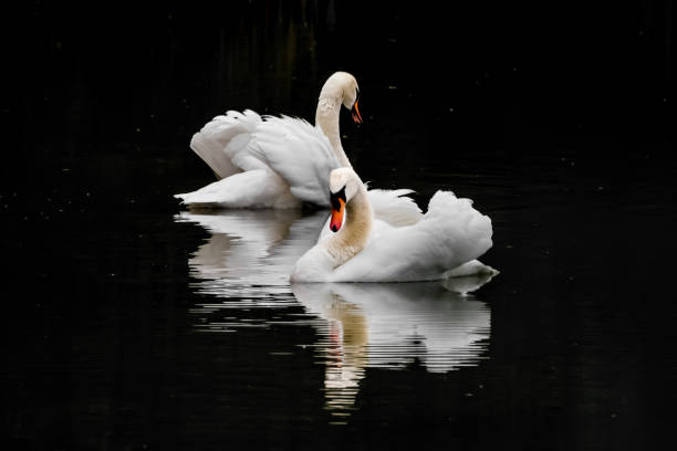 istock Swans pair dances on dark water surface of lake 2159126863