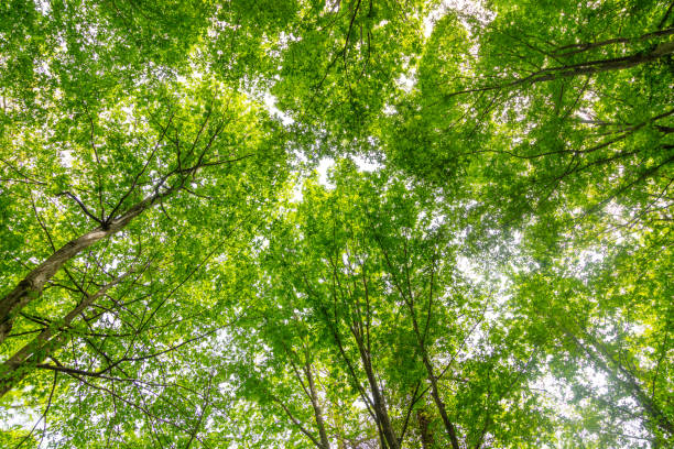 istock Green trees in the forest in summer 2159128135
