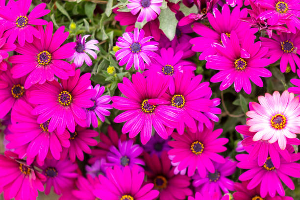 istock Osteospermum Aquilla. Beautiful flower in the park 2159128453