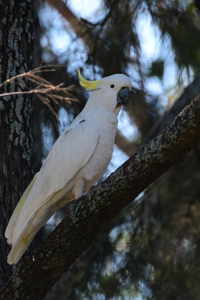 istock Sulphur-crested cockatoo 2159128533