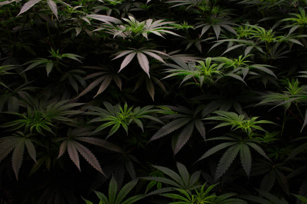istock Growing marijuana plants and beautifully patterned marijuana leaves is a beautiful background in dark tones. Top view of Cannabis or Marijuana plant with leaf and inflorescence in 2024. 2159129223